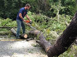 How Our Tree Care Process Works  in  Lapel, IN