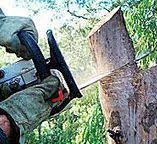 Lapel, IN Tree Services Company